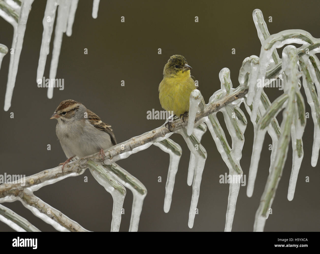Lesser Goldfinch (Carduelis psaltria), adult female and Chipping Sparrow perched on icy branch of Christmas cholla, Texas Stock Photo