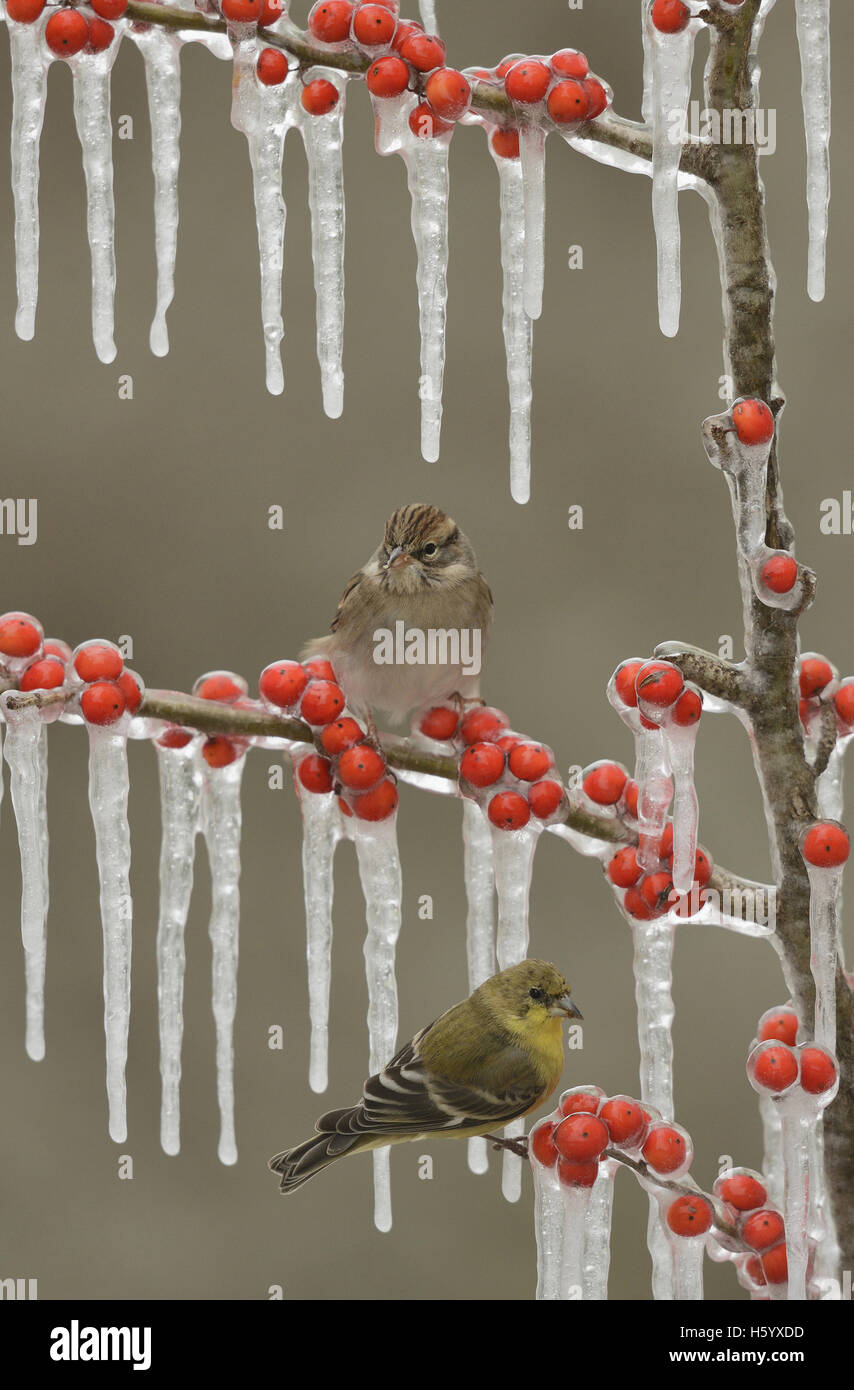 Lesser Goldfinch (Carduelis psaltria), adult female and Chipping sparrow perched on icy branch of Possum Haw Holly, Texas Stock Photo