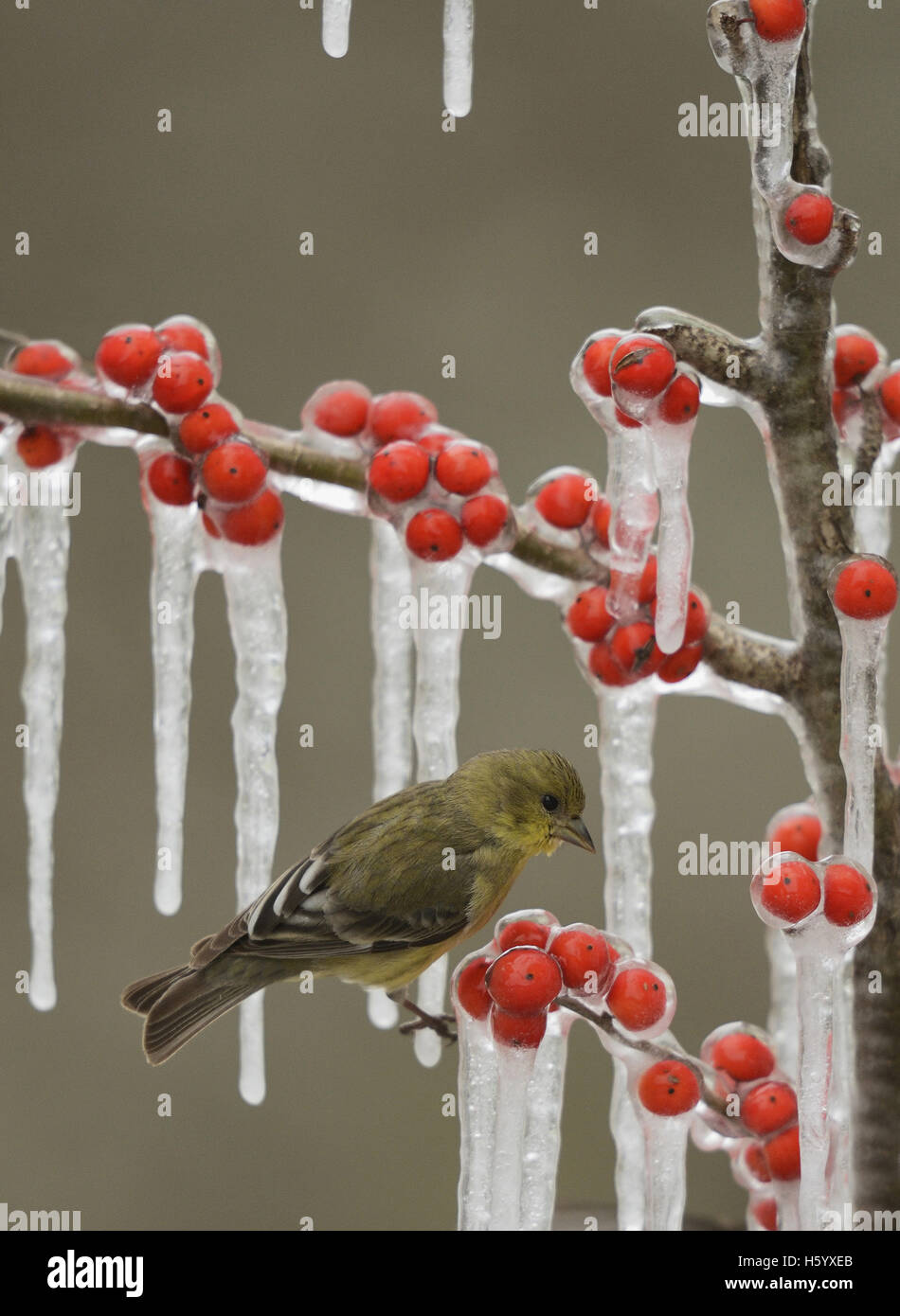 Lesser Goldfinch (Carduelis psaltria), adult female perched on icy branch of Possum Haw Holly (Ilex decidua) , Texas Stock Photo