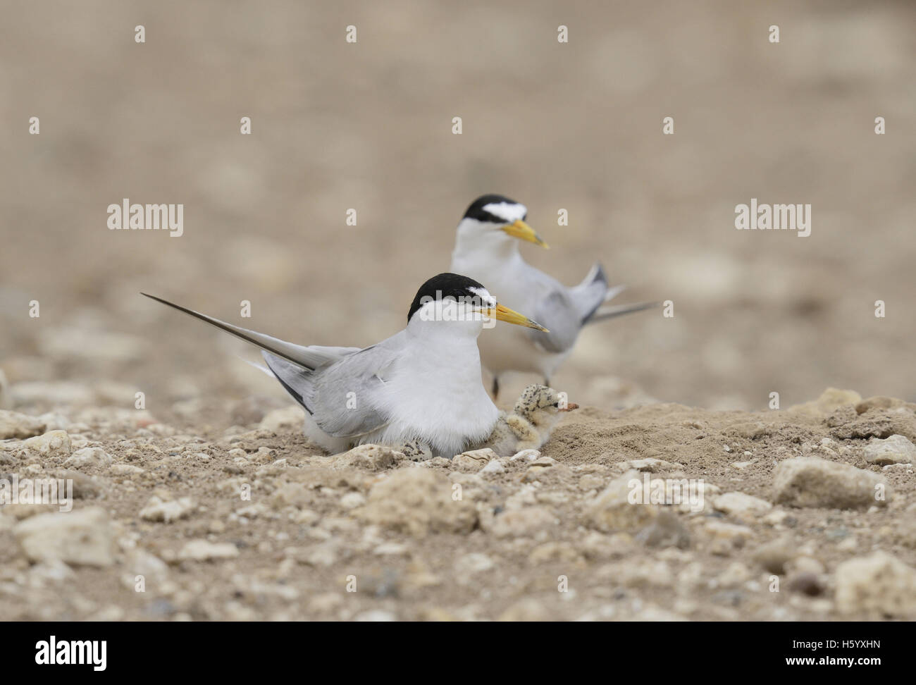 Least Tern (Sterna antillarum), adult warming newborn chicks, Port Isabel, Laguna Madre, South Padre Island, Texas, USA Stock Photo
