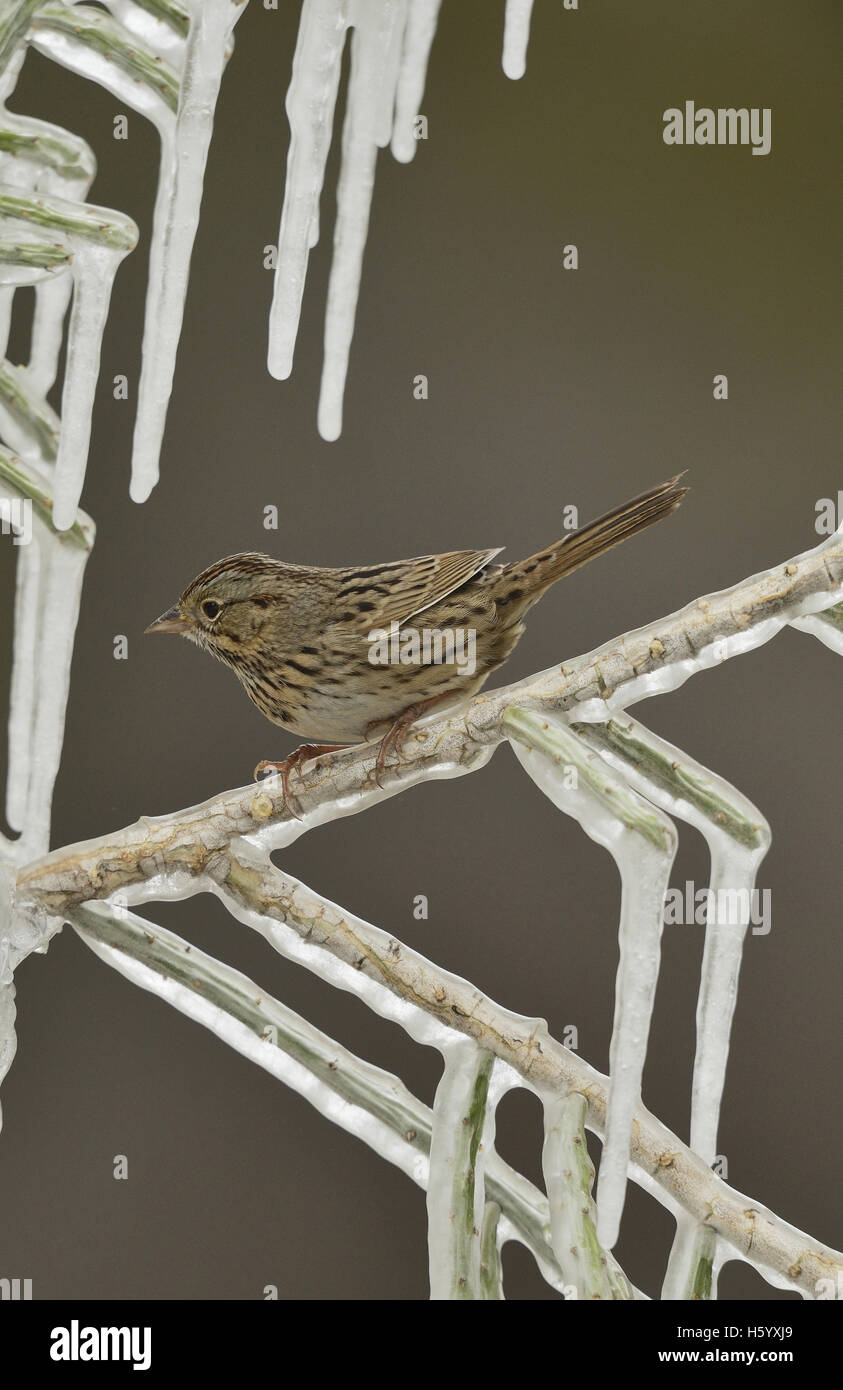 Lincoln's Sparrow (Melospiza lincolnii), adult perched on icy branch, Hill Country, Texas, USA Stock Photo