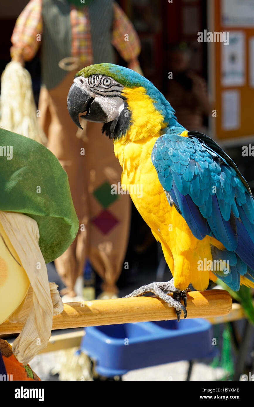 Trained parrot on display Derbyshire England Stock Photo - Alamy