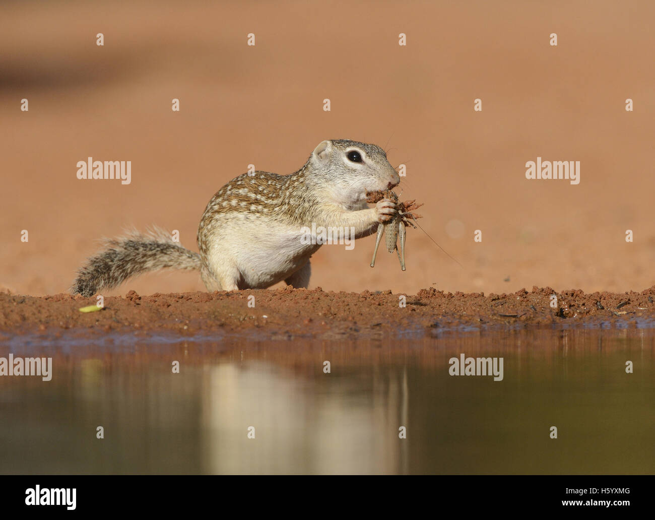 Mexican Ground Squirrel (Spermophilus mexicanus), adult eating grasshopper, South Texas, USA Stock Photo