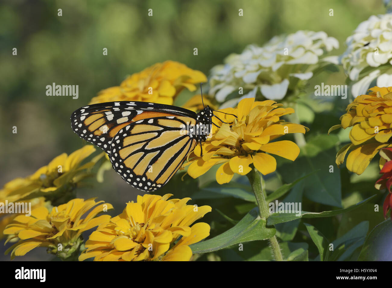 Monarch butterfly on zinnia flower hi-res stock photography and images ...