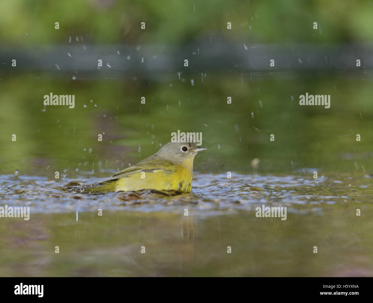 Nashville Warbler (Vermivora ruficapilla), adult bathing in pond, Hill Country, Texas, USA Stock Photo