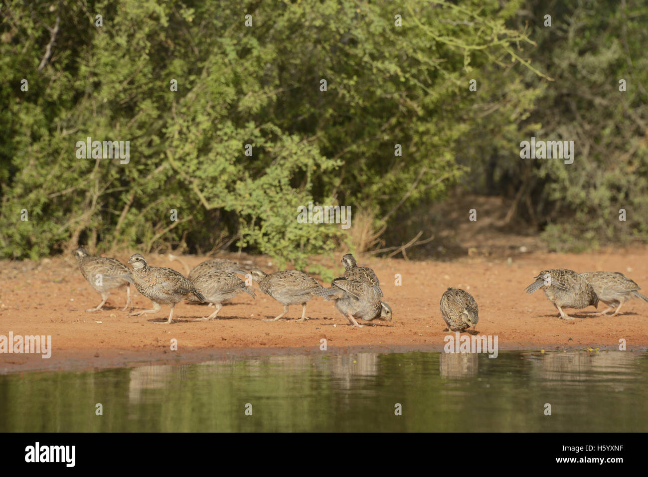 Northern Bobwhite (Colinus virginianus), group drinking at pond, Rio Grande Valley, South Texas, Texas, USA Stock Photo