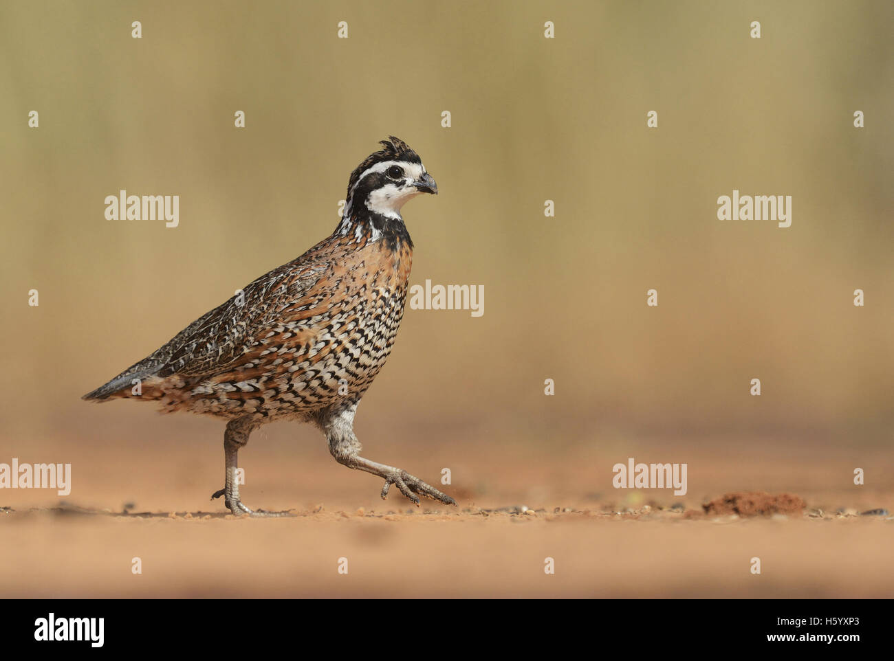 Northern Bobwhite (Colinus virginianus), male running, Rio Grande Valley, South Texas, Texas, USA Stock Photo