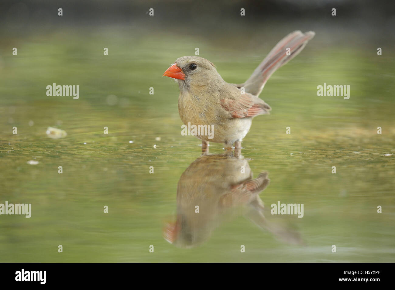 Northern Cardinal (Cardinalis cardinalis), female bathing, Hill Country, Texas, USA Stock Photo