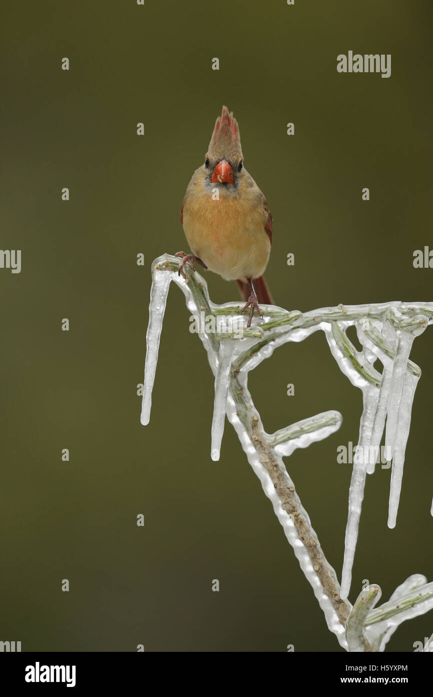 Northern Cardinal (Cardinalis cardinalis), adult male perched on icy branch of Christmas cholla, Texas Stock Photo
