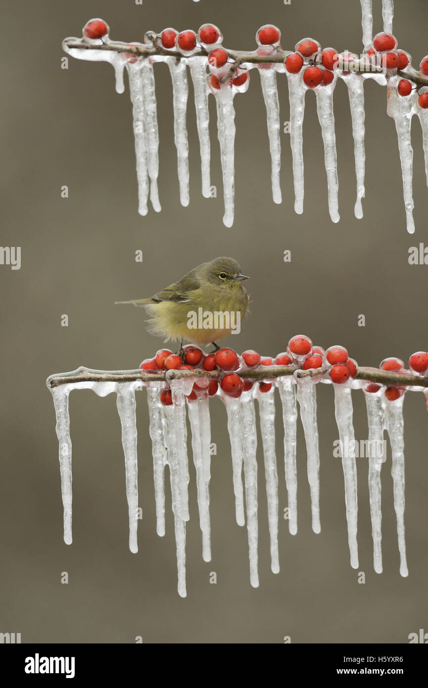 Orange-crowned Warbler (Vermivora celata), adult perched on icy branch of Possum Haw Holly (Ilex decidua) with berries, Texas Stock Photo