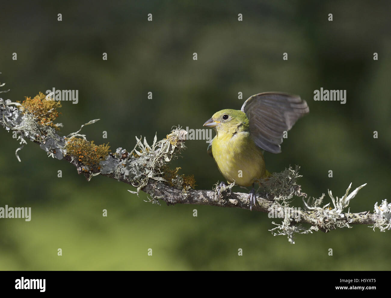 Painted Bunting (Passerina ciris), adult female perched, Hill Country
