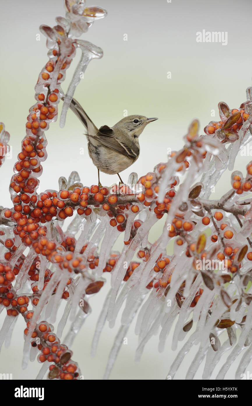 Pine Warbler (Dendroica pinus), immature female perched on icy branch of Yaupon Holly (Ilex vomitoria) with berries, Texas Stock Photo