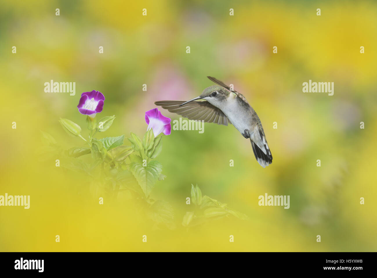 Ruby-throated Hummingbird (Archilochus colubris), female in flight feeding on Wishbone flower (Torenia fournieri), Hill Country, Stock Photo