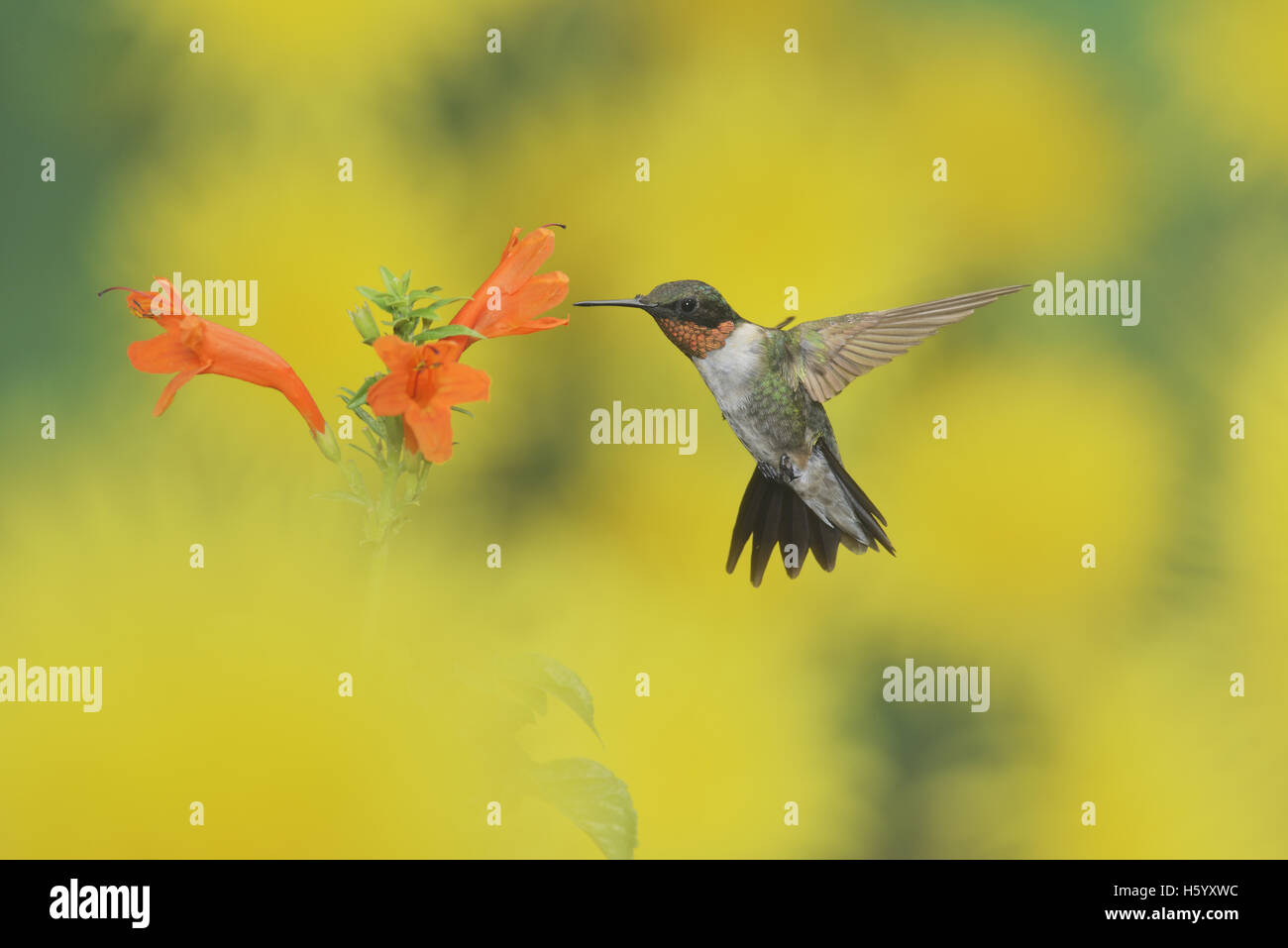 Ruby-throated Hummingbird (Archilochus colubris), male in flight feeding on Cape honeysuckle (Tecoma capensis) flower, Texas Stock Photo