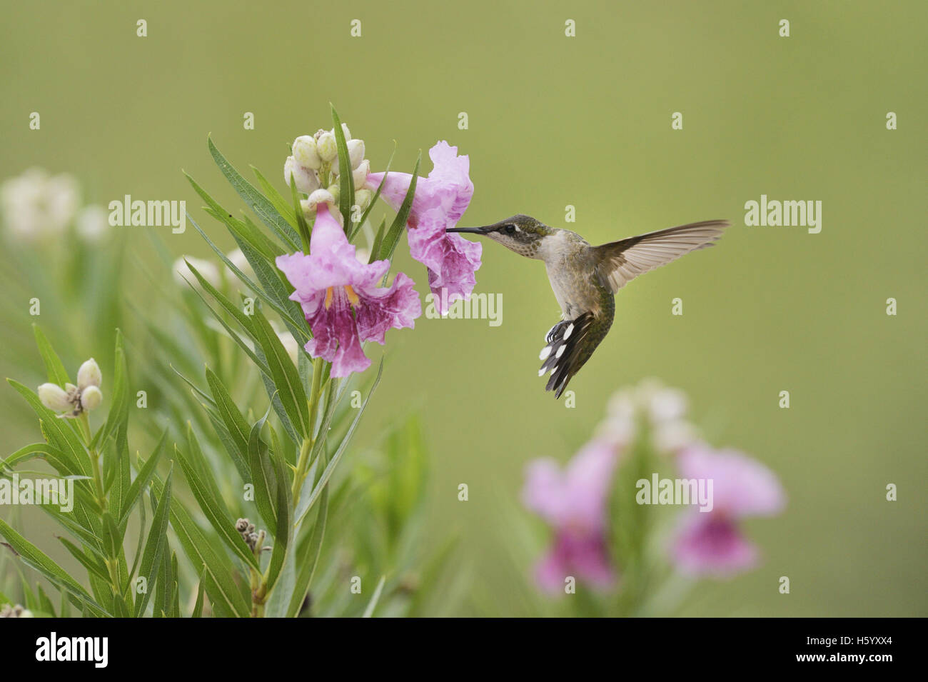 Ruby-throated Hummingbird (Archilochus colubris), female in flight feeding on blooming Desert willow, Texas Stock Photo