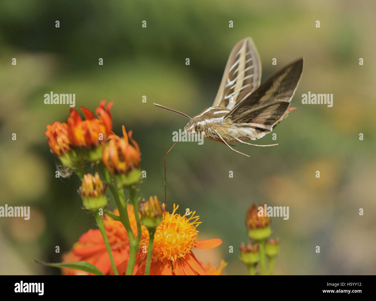 White-lined sphinx (Hyles lineata), adult in flight feeding on Mexican flame vine (Senecio confusus) flower, Hill Country, Texas Stock Photo