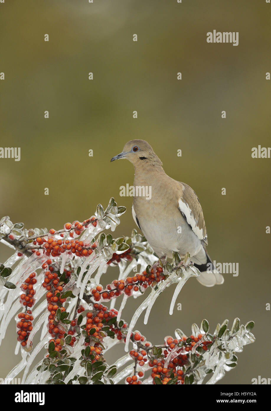 White-winged Dove (Zenaida asiatica), adult perched on icy branch of Yaupon Holly (Ilex vomitoria), Hill Country, Texas, USA Stock Photo