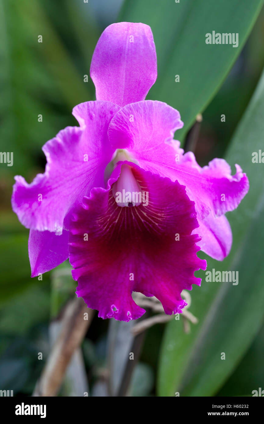 Orchid (Cattleya windemere) Stock Photo