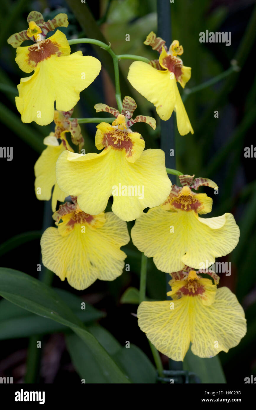 Orchids (Oncidium), flowers Stock Photo