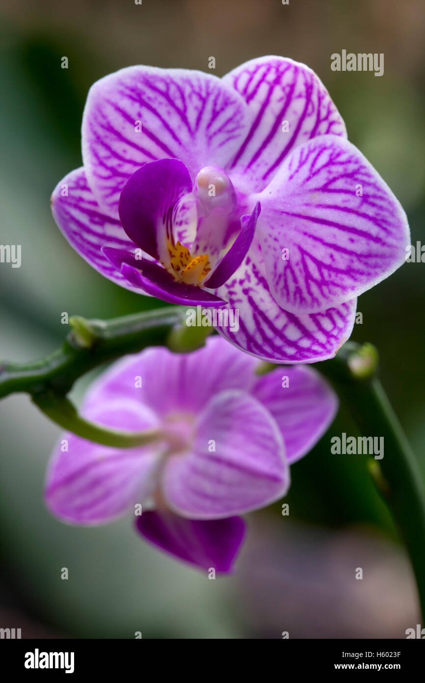Orchid (Phalaenopsis), Flower Stock Photo