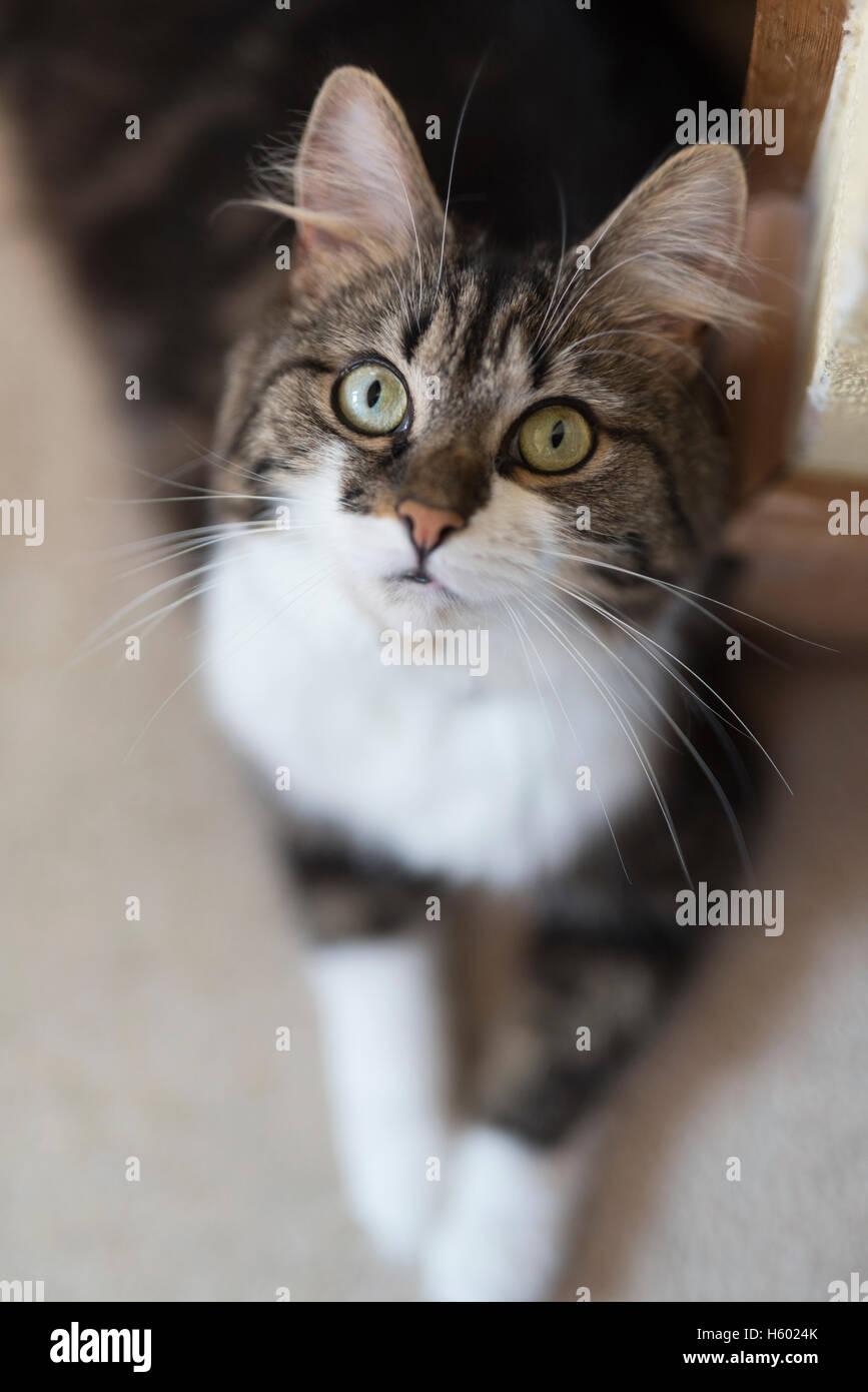 A pretty cat looks up at the camera while lying down on the carpet. Stock Photo