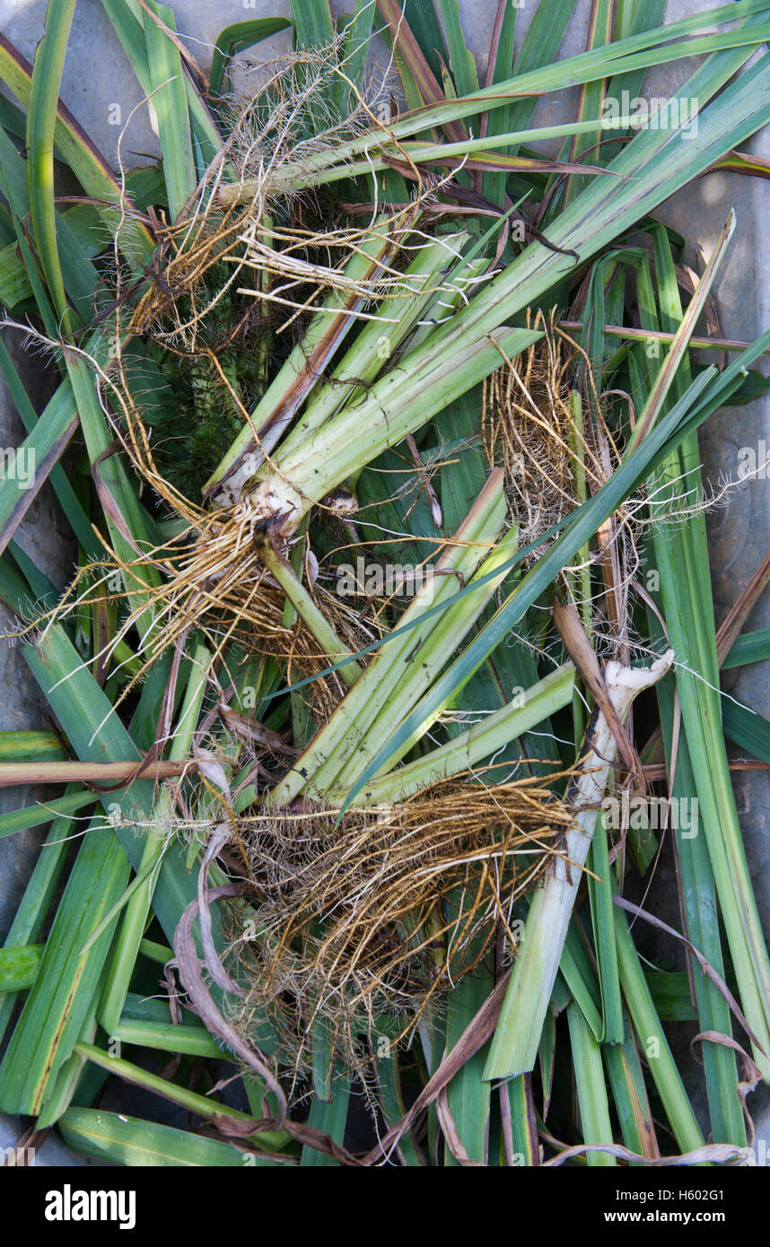 Iris pseudacorus. Wheelbarrow full of pruned yellow flag iris leaves in autumn Stock Photo