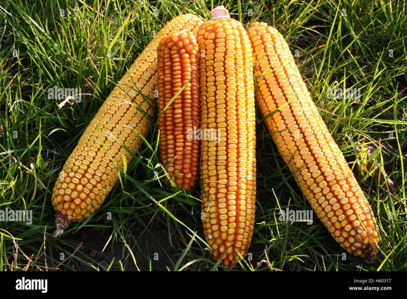 Detail of dry corn on the cob Stock Photo Alamy