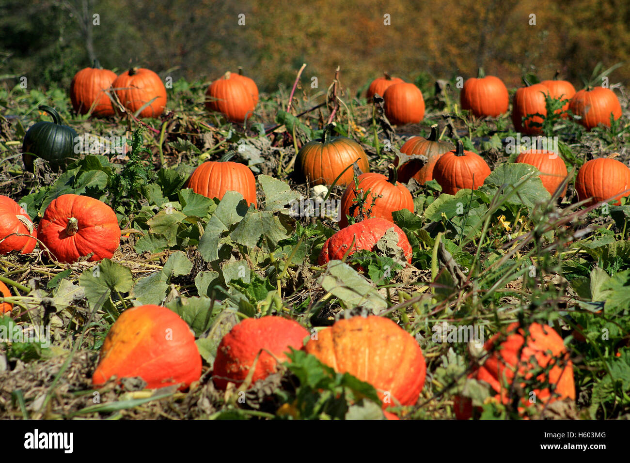 Variety of pumpkins for sale at farm Stock Photo - Alamy