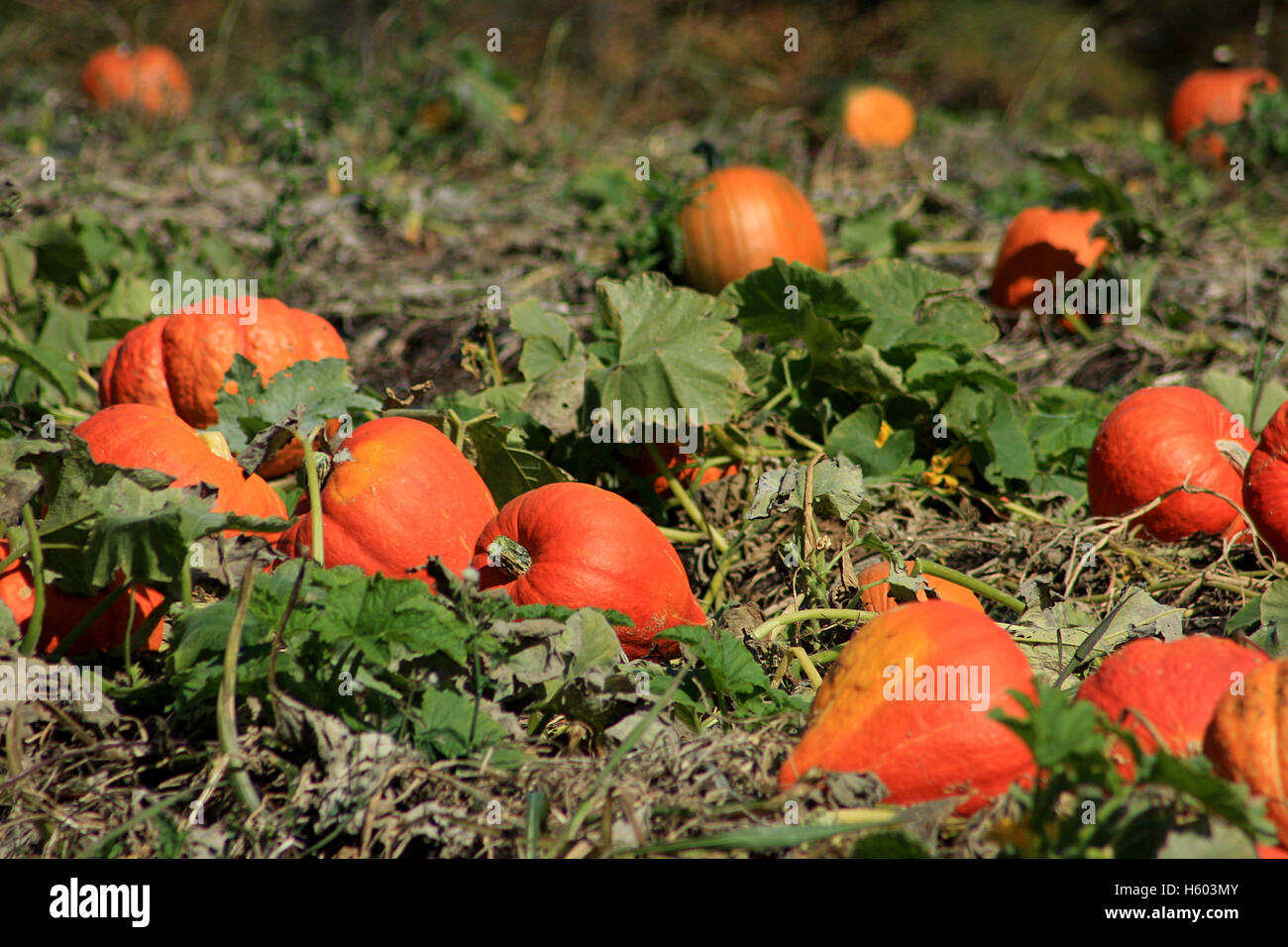 Variety of pumpkins for sale at farm Stock Photo - Alamy
