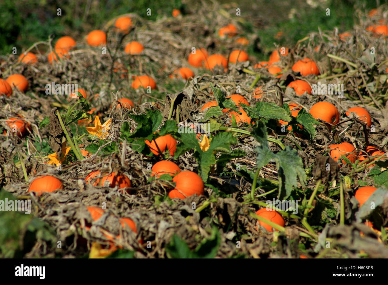 Pumpkins growing on field Stock Photo - Alamy