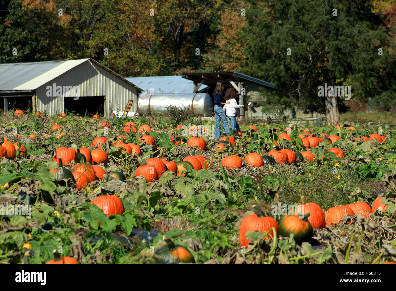 Variety of pumpkins for sale at farm Stock Photo Alamy