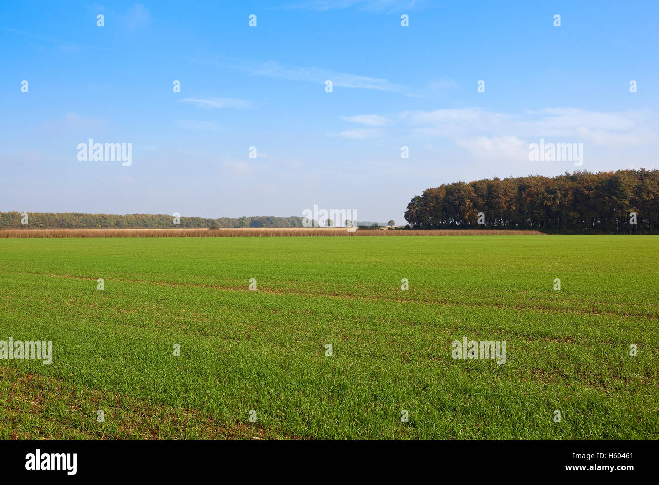 A green field of young cereal crops with woodlands on the horizon under