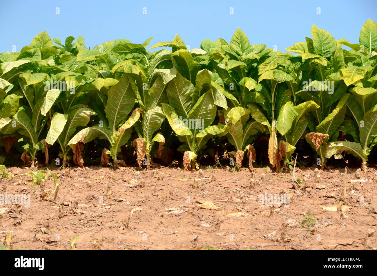 pennsylvania tobacco growing Tobacco plants growing in a field of dried brown earth in Lancaster County,  Pennsylvania Stock Photo