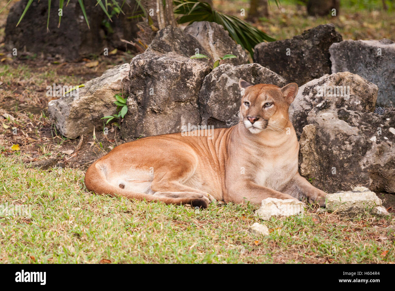 big-cougar-hi-res-stock-photography-and-images-alamy