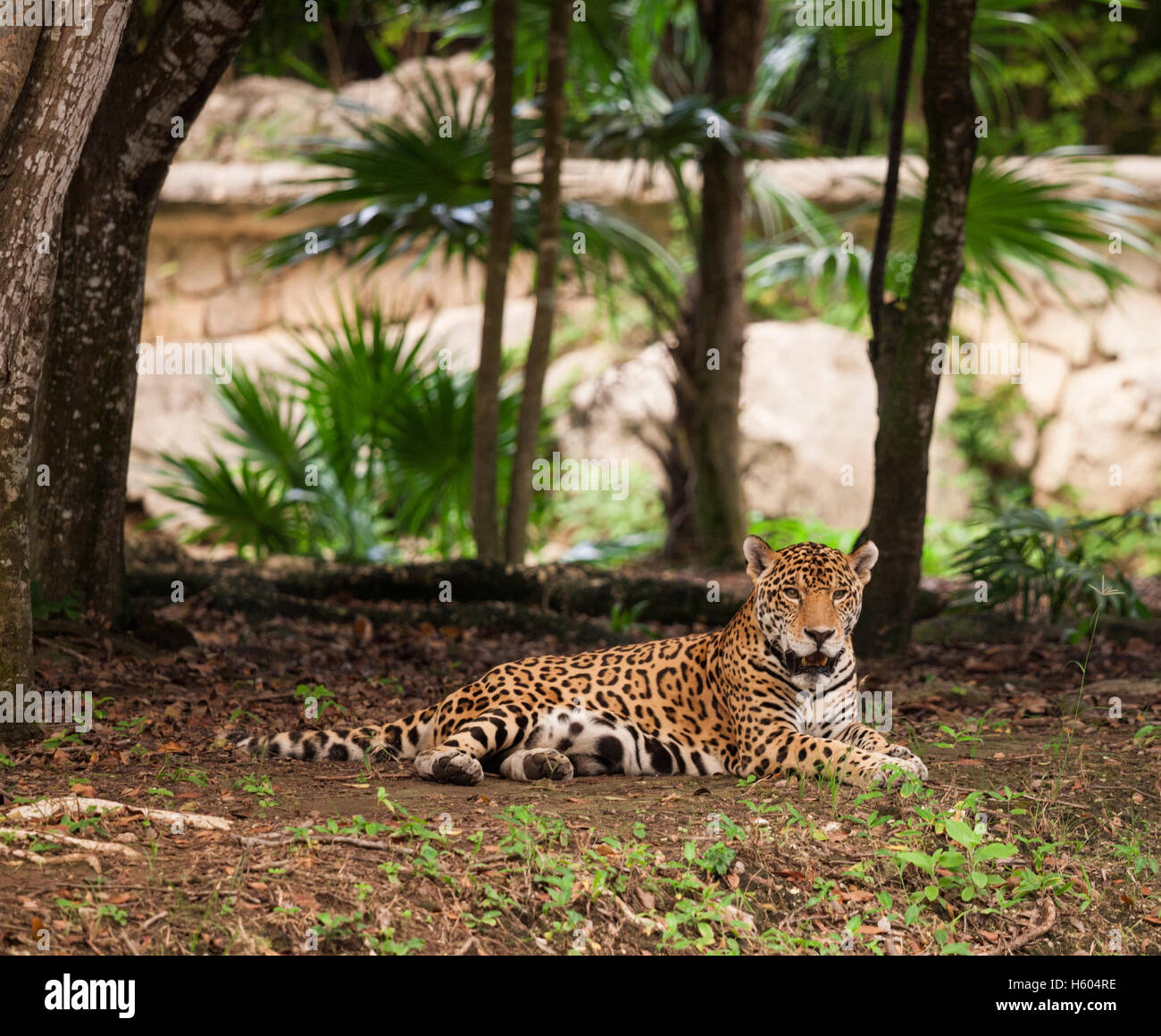 Jaguar in captivity in Xcaret Cancun Stock Photo Alamy