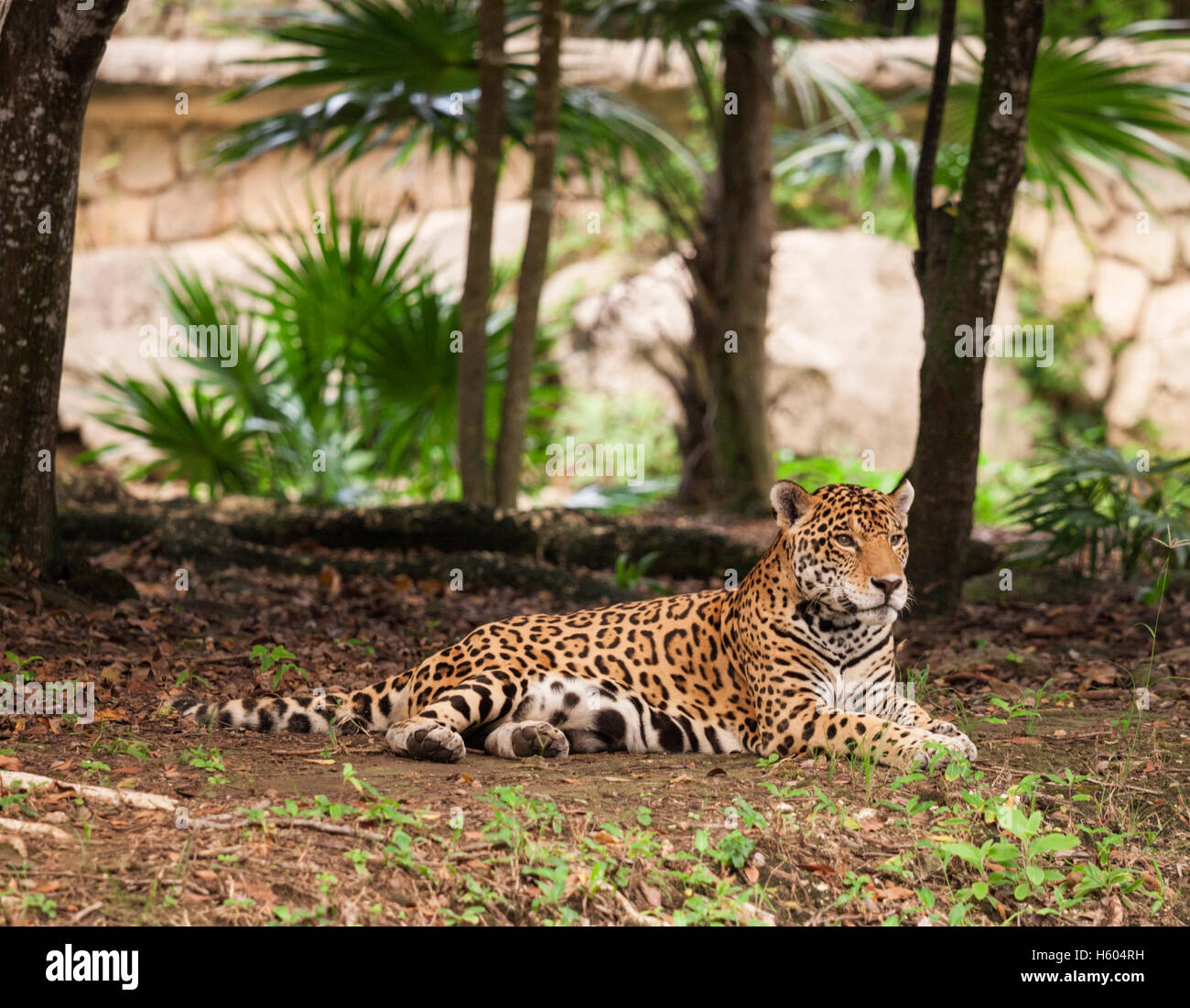 Jaguar in captivity in Xcaret Cancun Stock Photo Alamy