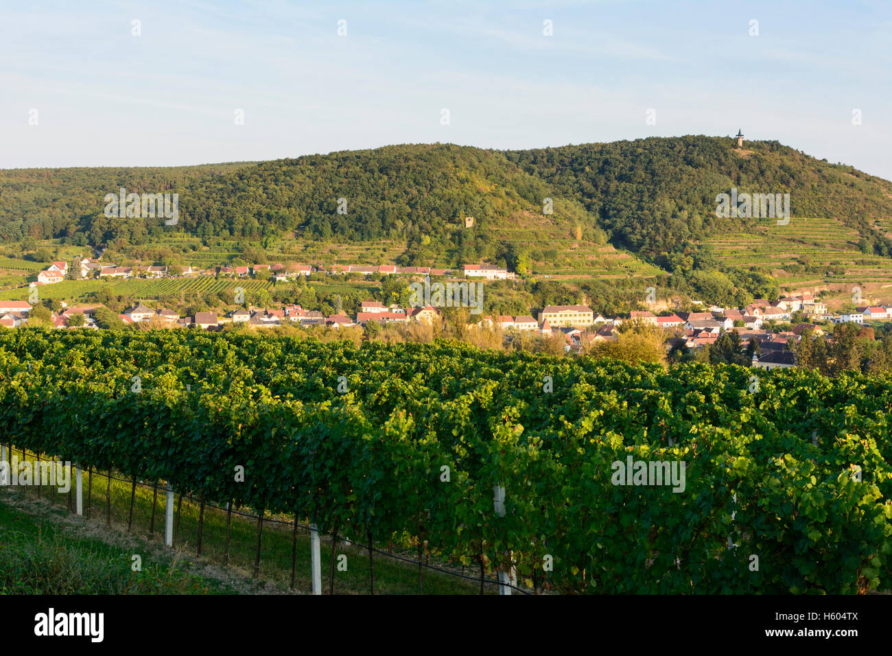 Langenlois: view from Kogelberg to valley Kamptal, vineyards, observation tower Kamptalwarte, village Zöbing, Waldviertel, Niede Stock Photo