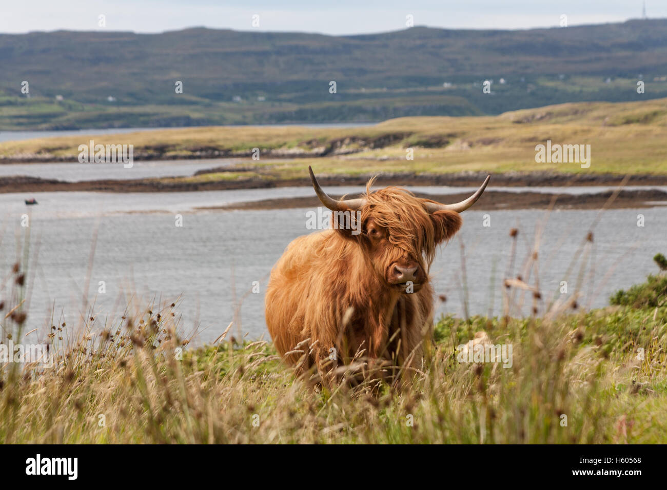 A highland cow near Dunvegan, Isle Of skye Scotland Stock Photo - Alamy