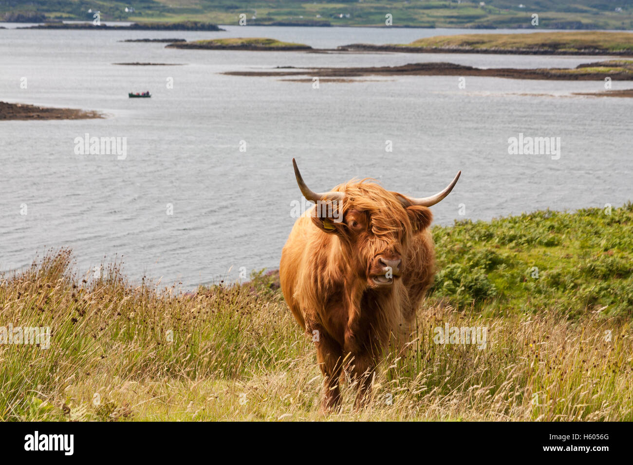 A highland cow near Dunvegan, Isle Of skye Scotland Stock Photo - Alamy
