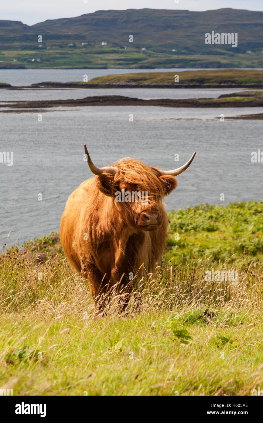A highland cow near Dunvegan, Isle Of skye Scotland Stock Photo - Alamy