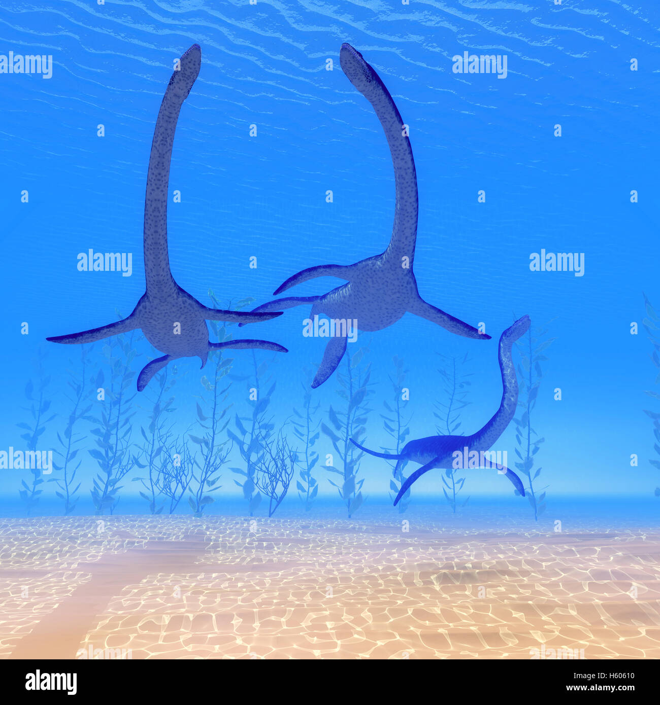 Plesiosaurus marine reptile dinosaurs swim together in Jurassic Seas to