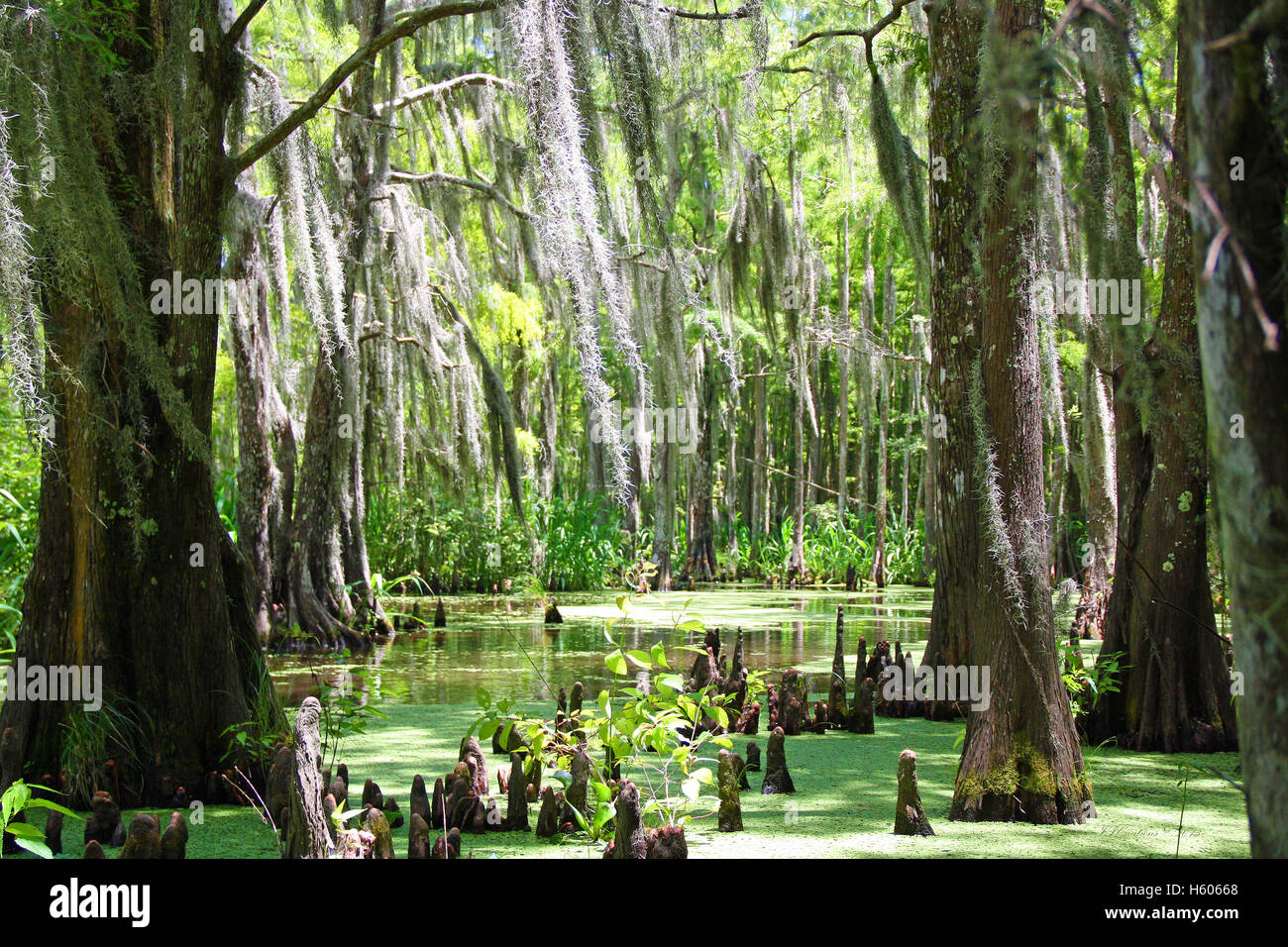 Louisiana Swamp Stock Photo