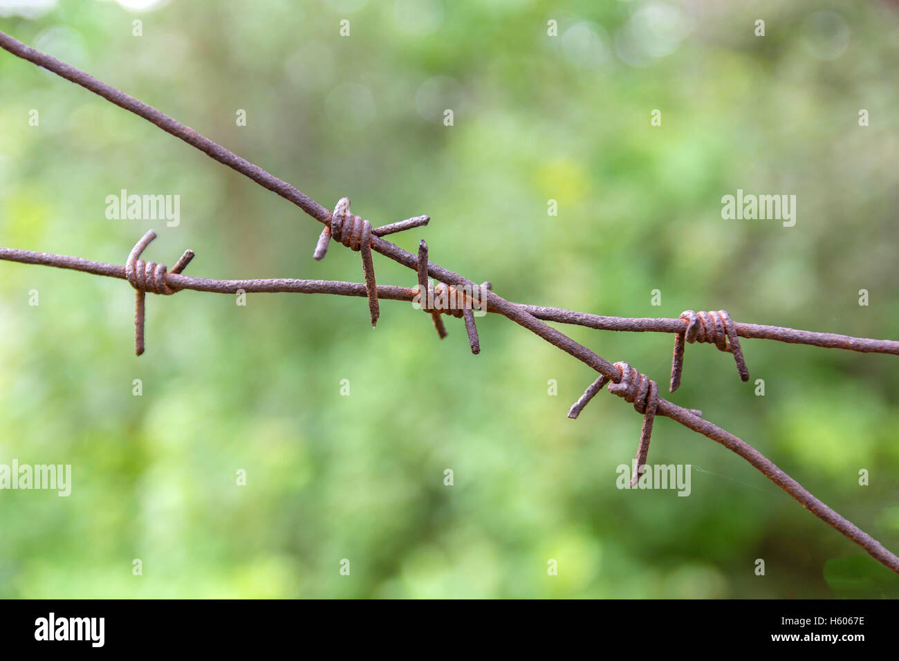Barbed wire fence on a green background trees. Rusty and the old Stock ...