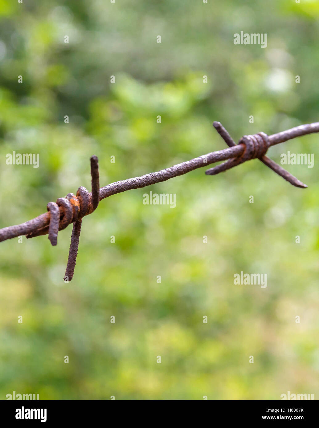 Barbed wire fence on a green background trees. Rusty and the old Stock ...
