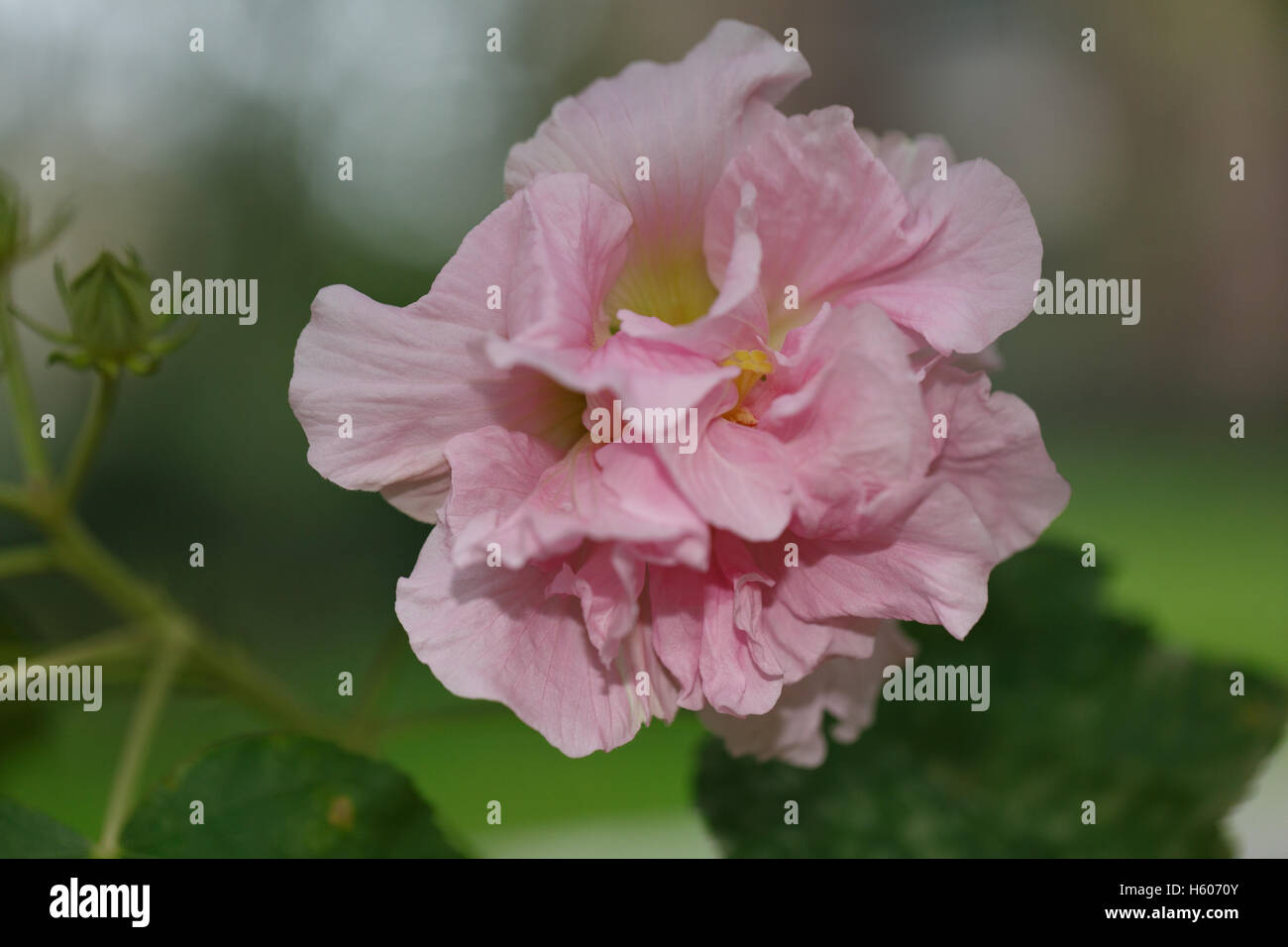 Pink hibiscus flowers Stock Photo - Alamy