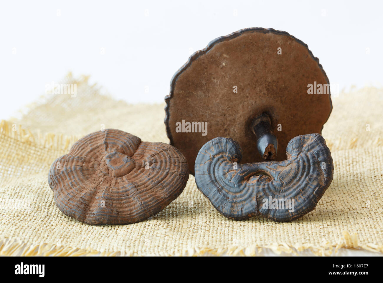 Rare Chinese traditional medicine ganoderma lucidum features Stock Photo