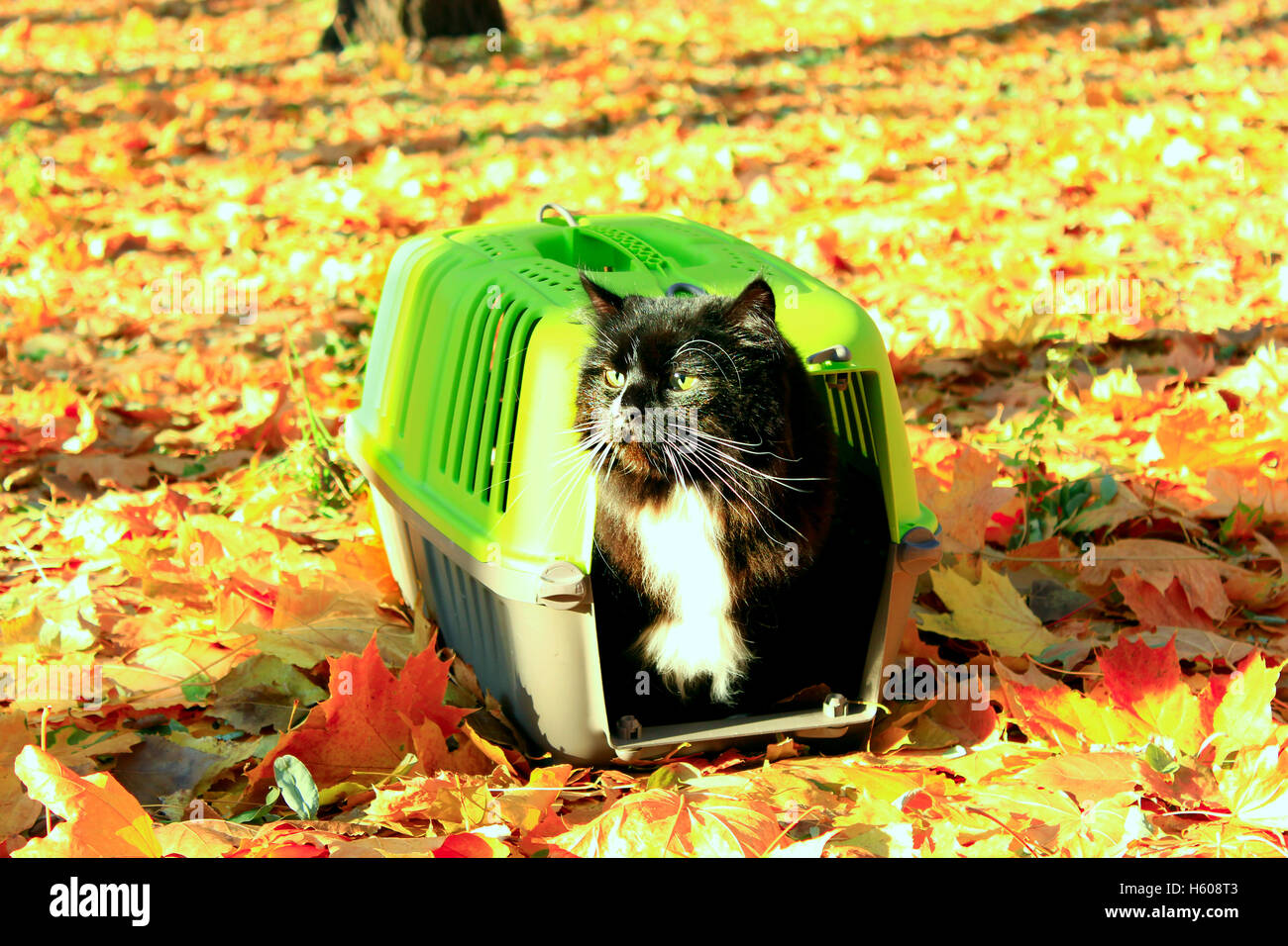 cat looks out from in cage in the Autumn park Stock Photo