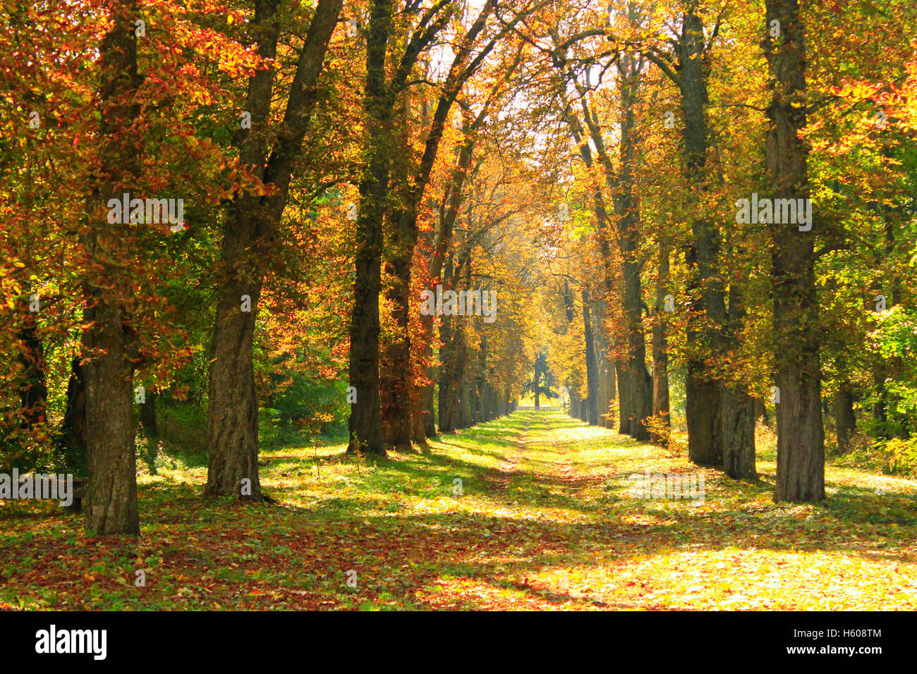 Beautiful autumnal park with big trees in yellow colors Stock Photo - Alamy