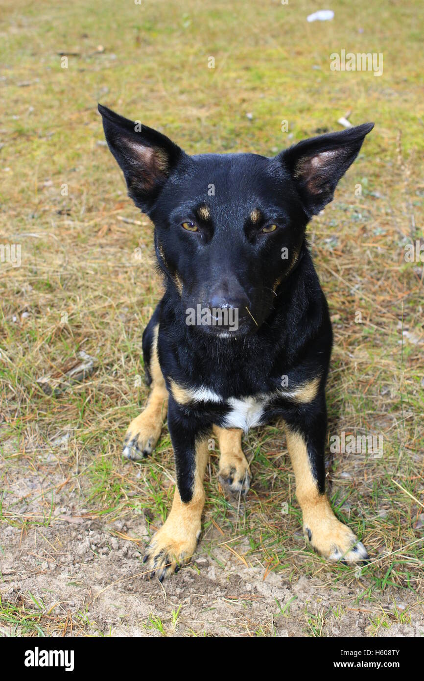 black nice mongrel with red paws sits on the grass Stock Photo