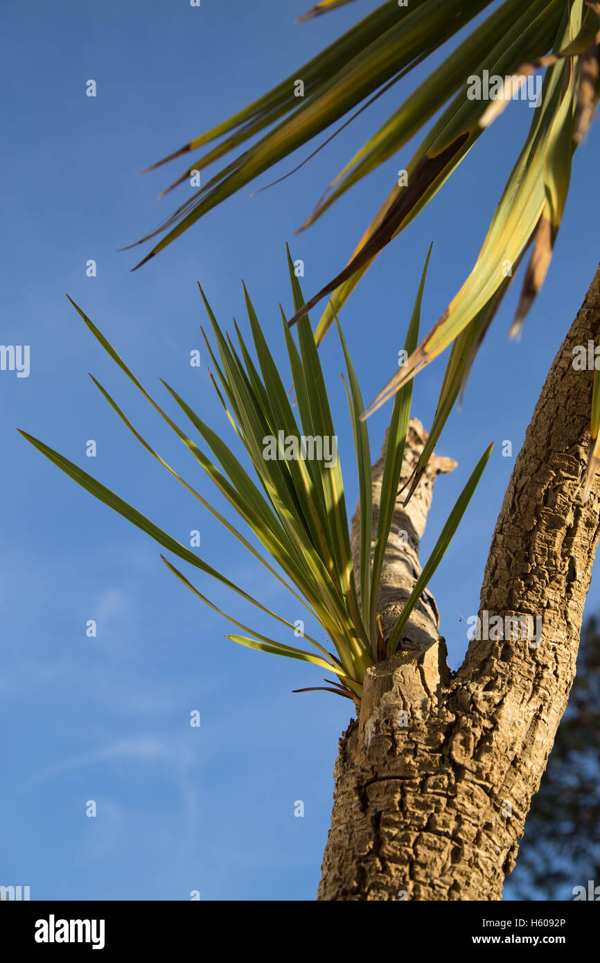 New shoots sprouting from a cordyline australis, commonly known as the cabbage tree, cabbage-palm. Stock Photo